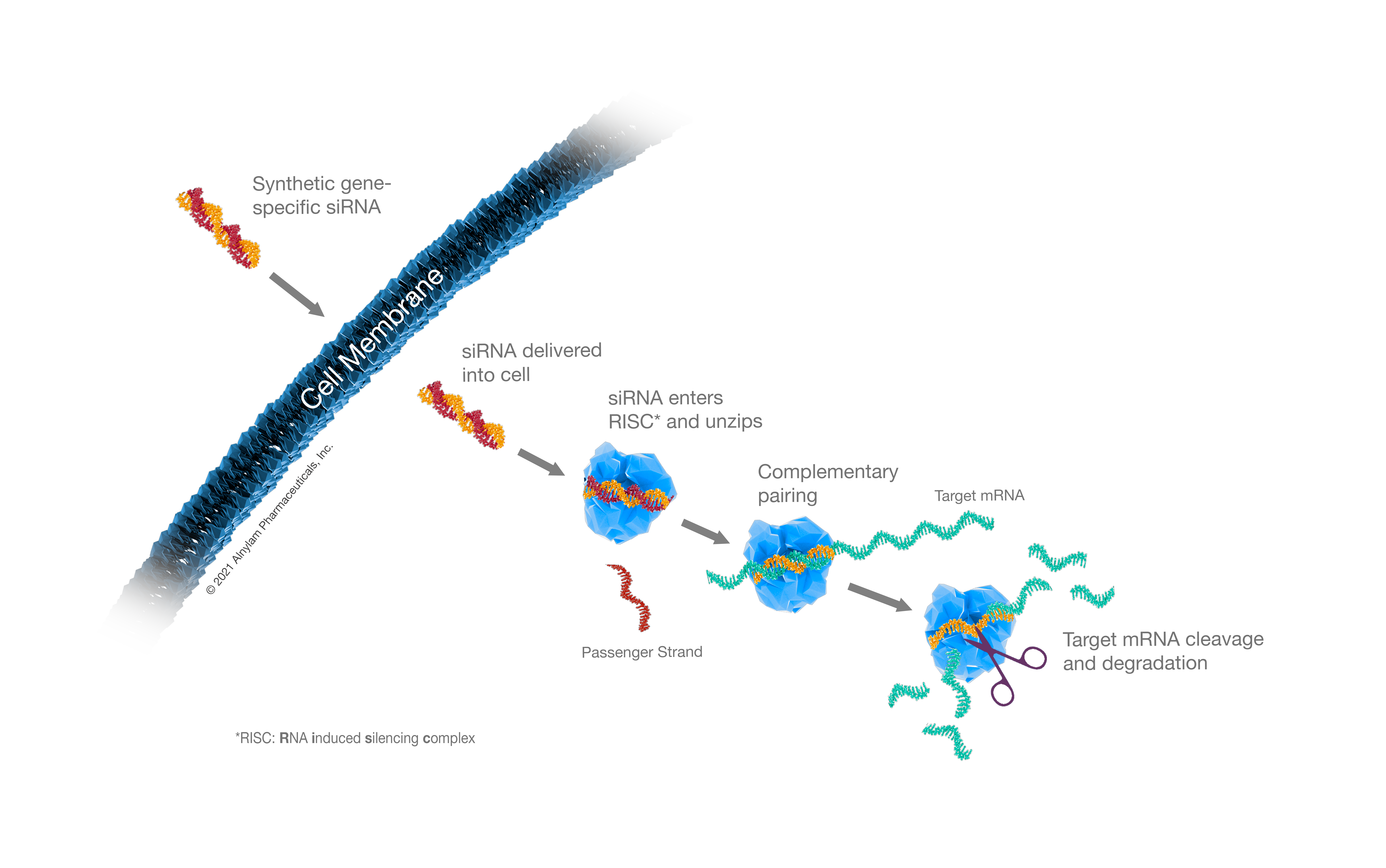 Alnylam's RNA interference process